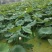 大龙虾