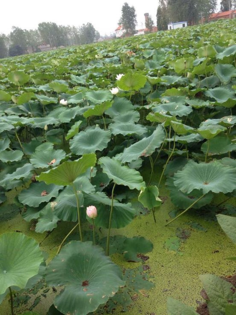 大龙虾