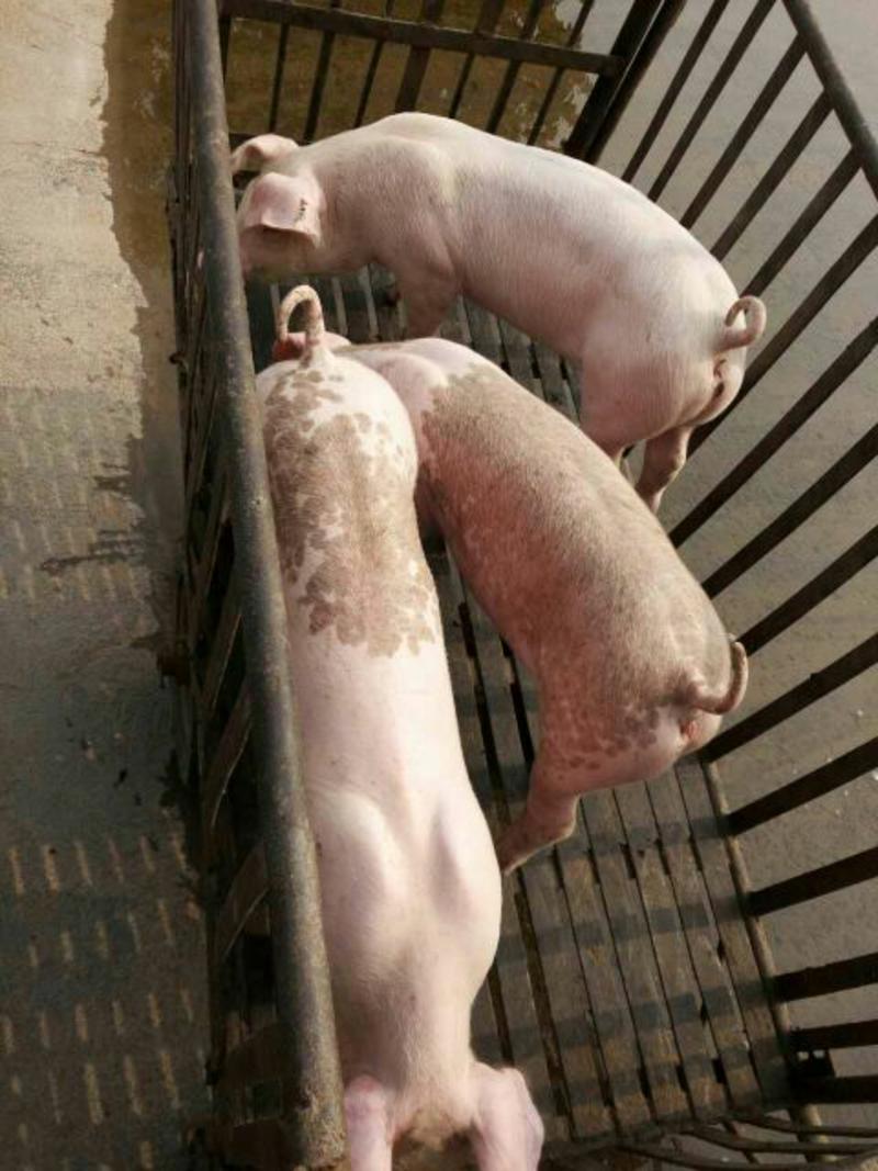 长白仔猪20~30斤