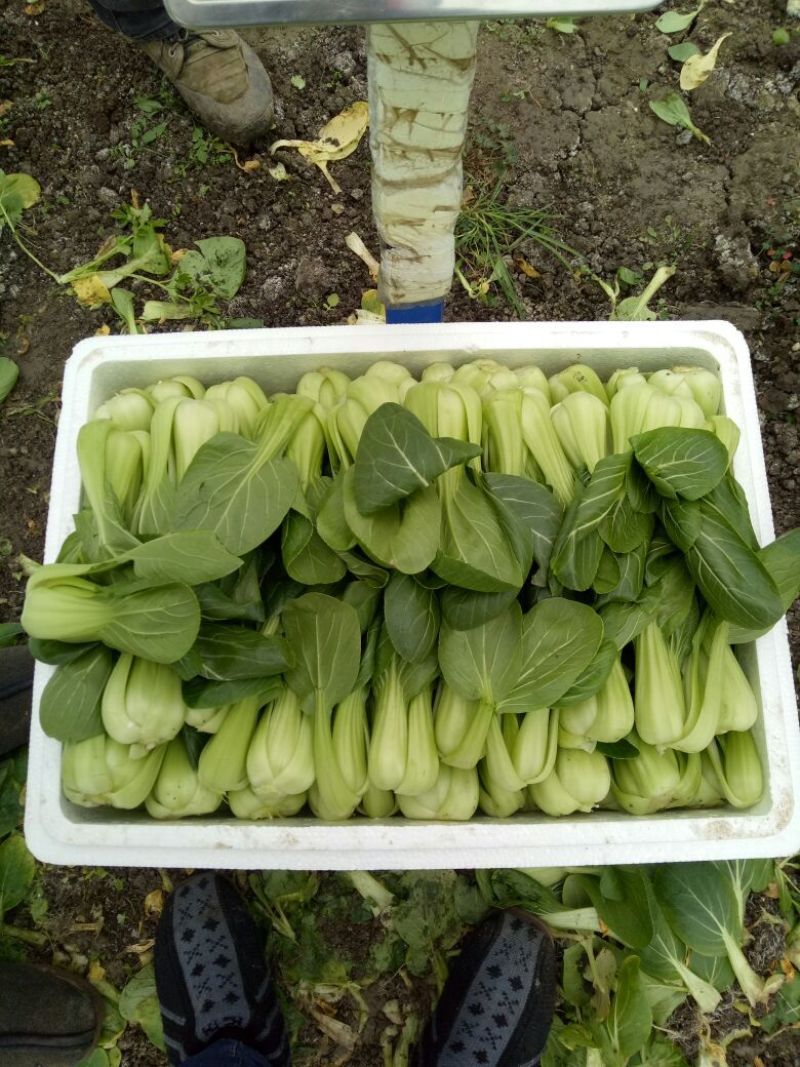 青菜8~10cm