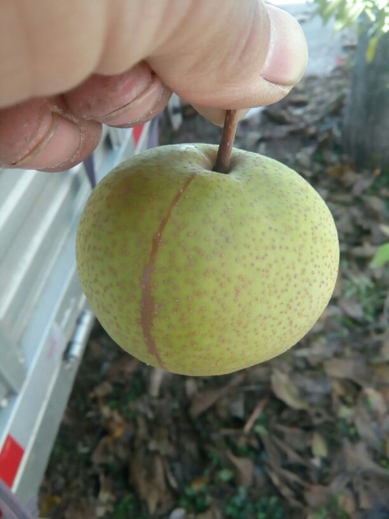 梨纸箱