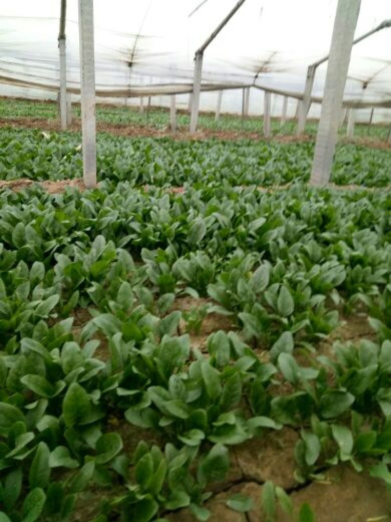 绿神菠菜15~20厘米