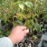 蓝莓苗50~80cm2年以上