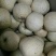 砀山梨200~250g光果