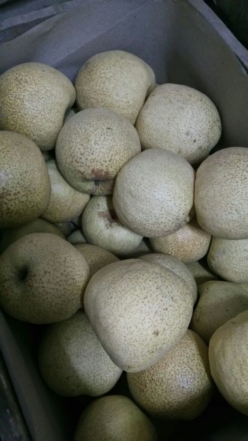 砀山梨200~250g光果