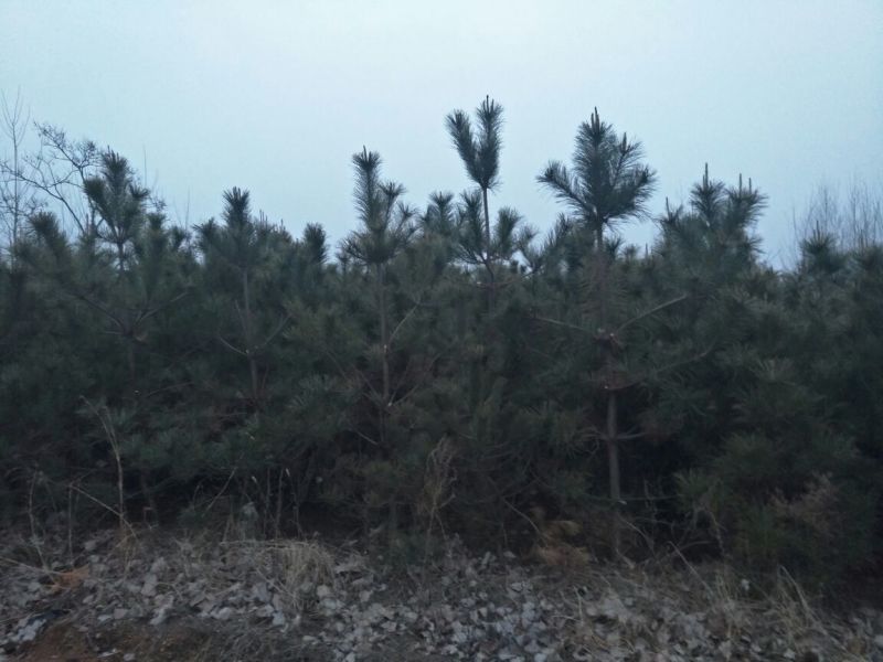 马尾松1.5~2m