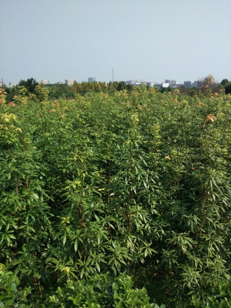 金丝楠木小苗，小叶桢楠价格，8-15cm移栽金丝楠木树价