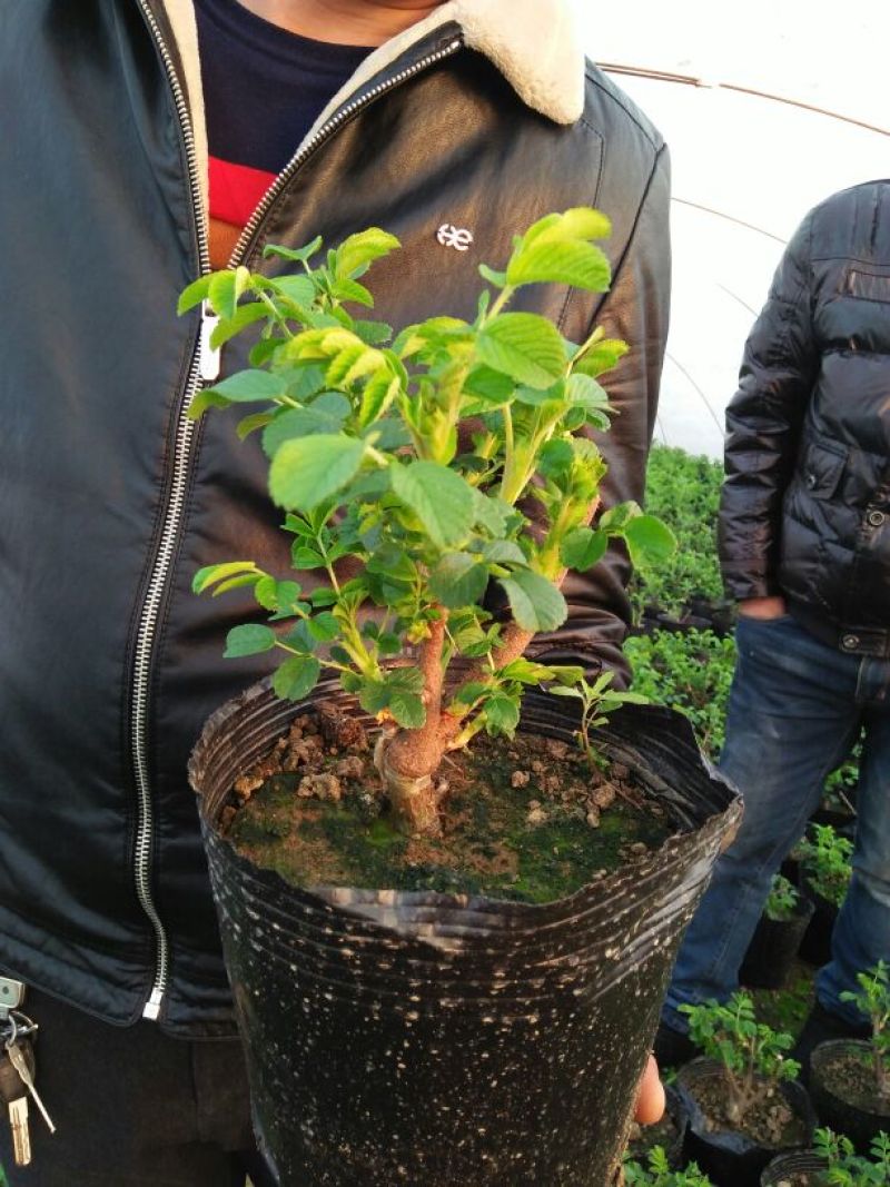 玫瑰花玫瑰花苗带花苞花卉观花绿植物室内阳台盆栽大花月季