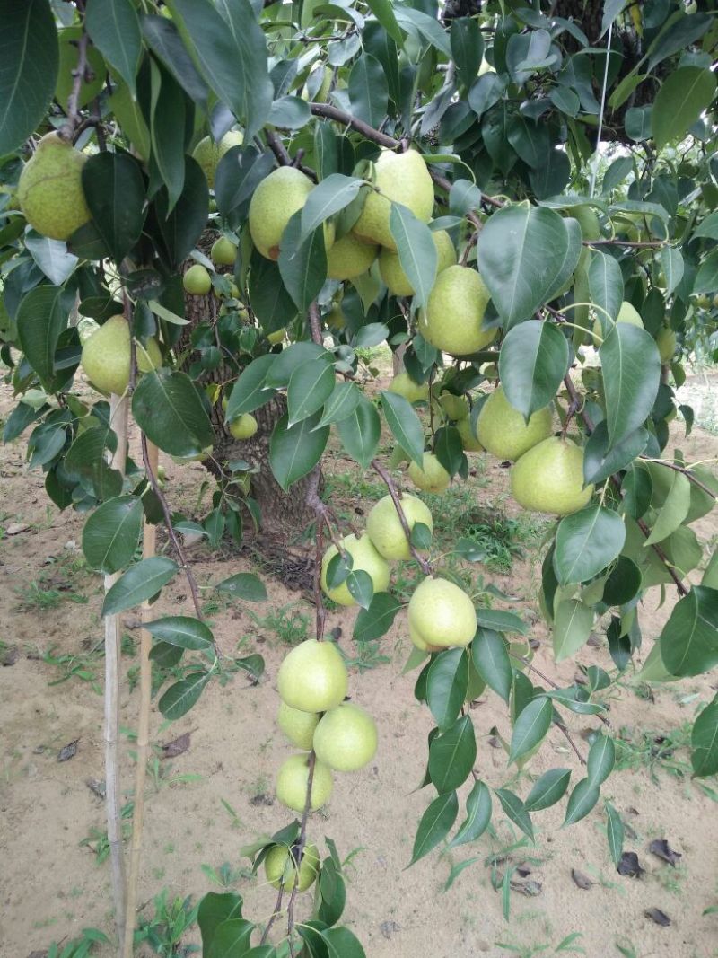 莱阳梨