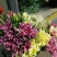 百合鲜切花4以上