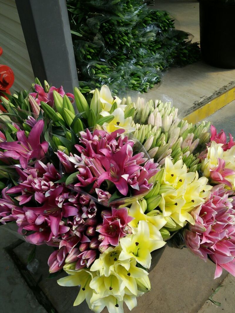 百合鲜切花4以上