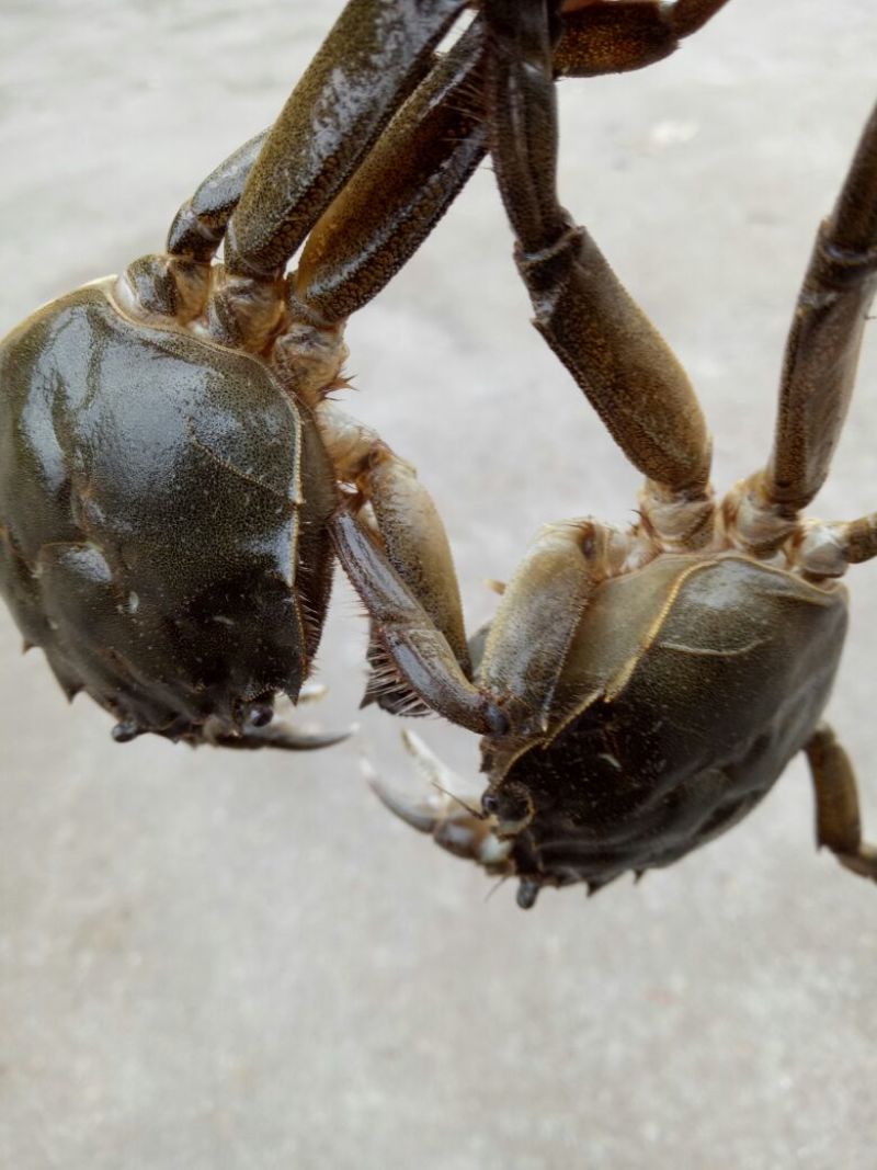 螃蟹食用雄蟹可视频，现场看货