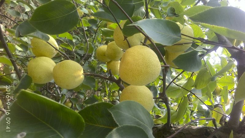 梨250~300g膜袋