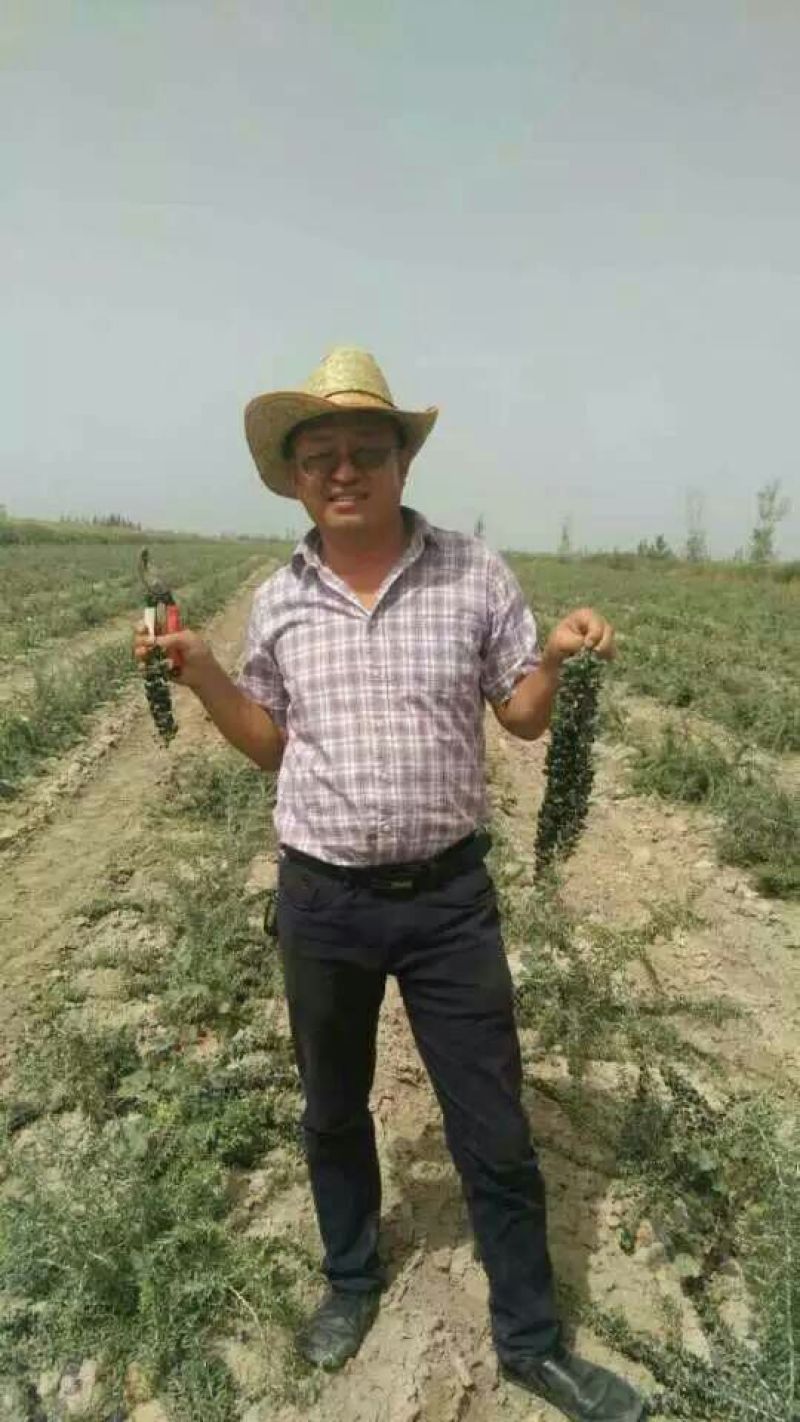 黑枸杞二茬干货