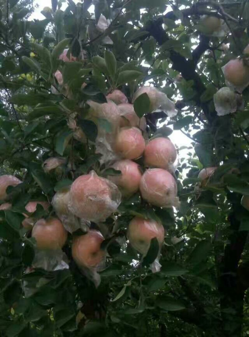 红富士苹果75mm以上膜袋
