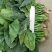 大叶菠菜25~30厘米