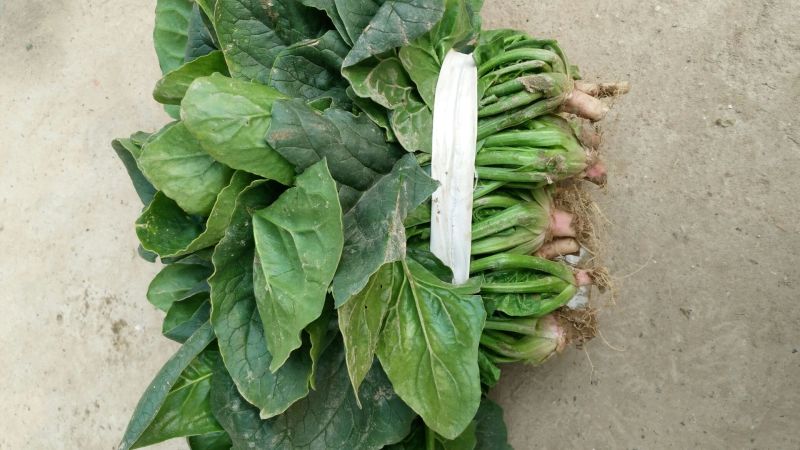 大叶菠菜25~30厘米