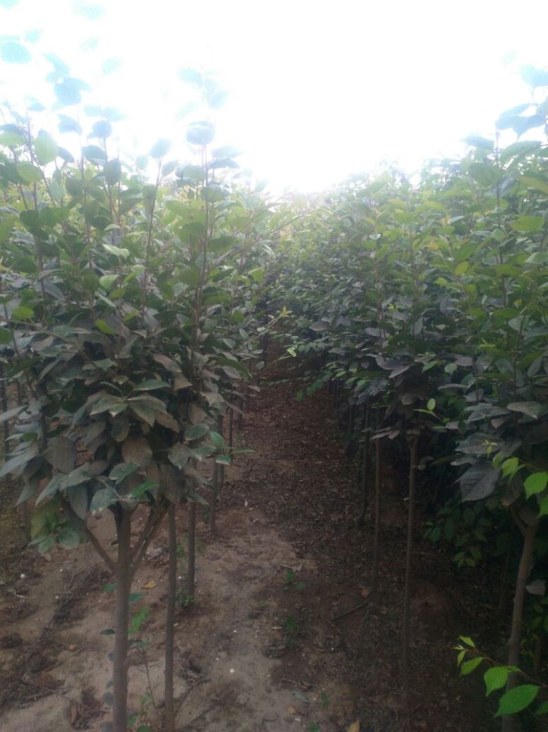 直销红叶李，大叶女贞，国槐，法桐，海棠，各种果树