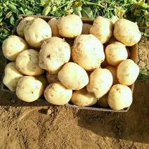 山东荷兰中薯5号土豆1两以上通货全国发货欢迎洽谈