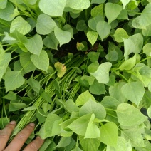 红薯种苗，优质红薯苗，脱毒红薯苗，高淀粉红薯苗