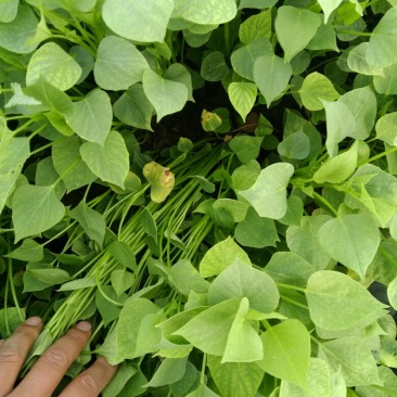 红薯种苗，优质红薯苗，脱毒红薯苗，高淀粉红薯苗