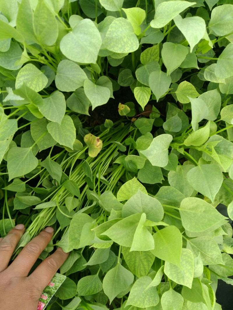 红薯种苗，优质红薯苗，脱毒红薯苗，高淀粉红薯苗