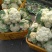 白花菜散装