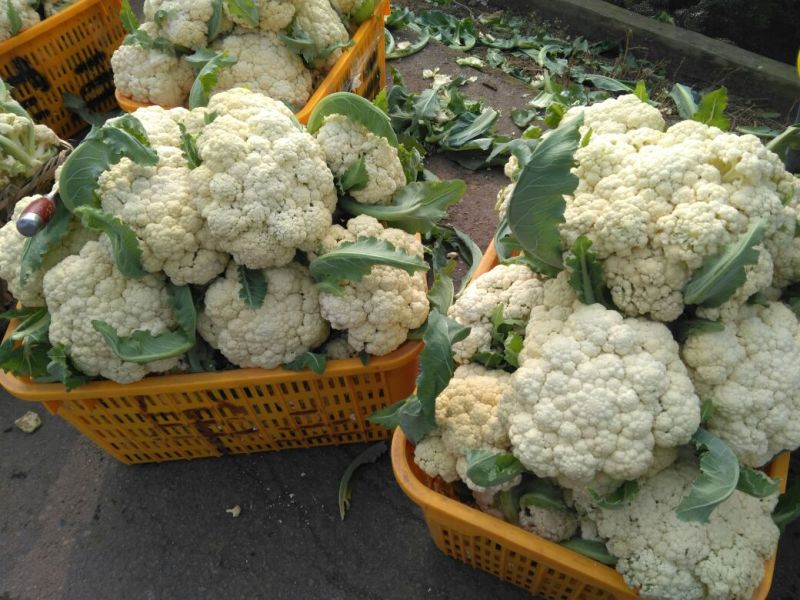 白花菜散装
