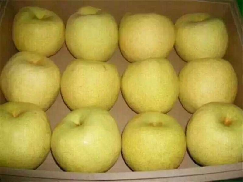 梨膏糖