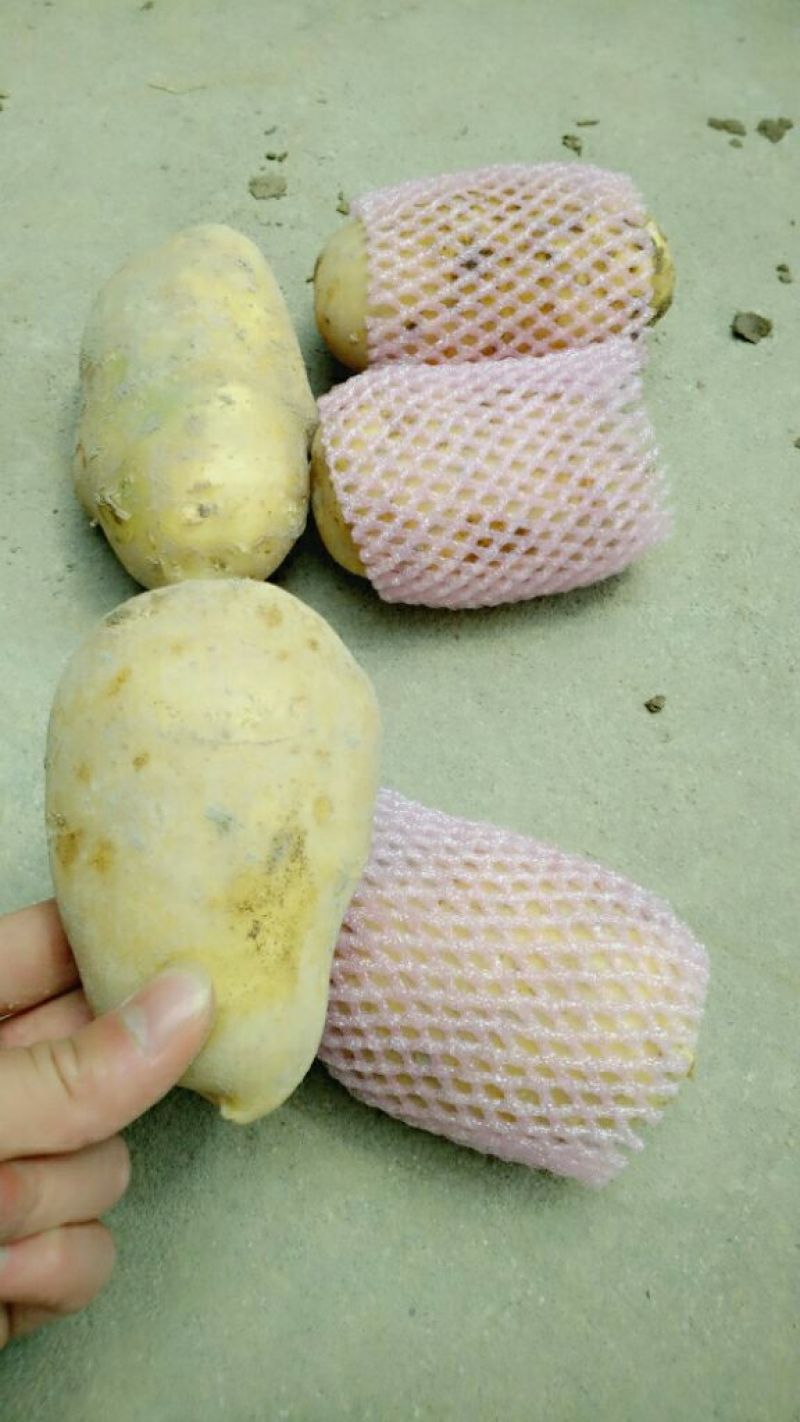 新土豆兴佳2号黄皮黄心专业代办产地直供
