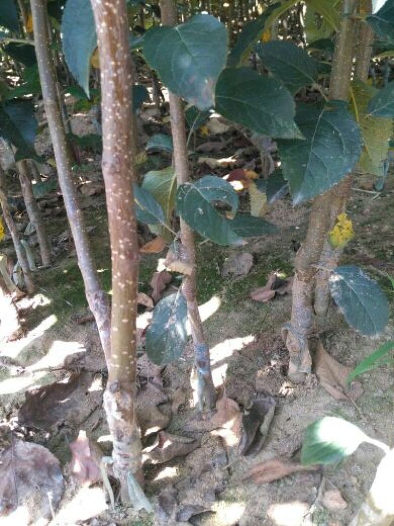 苹果树苗80cm以上
