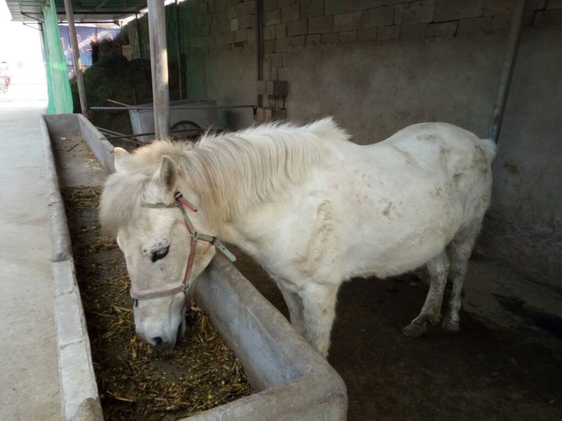 半血马400~500kg