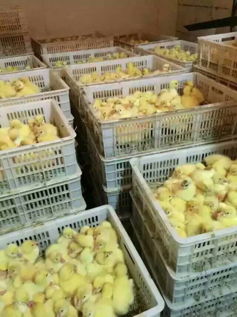 鹅苗250g以下