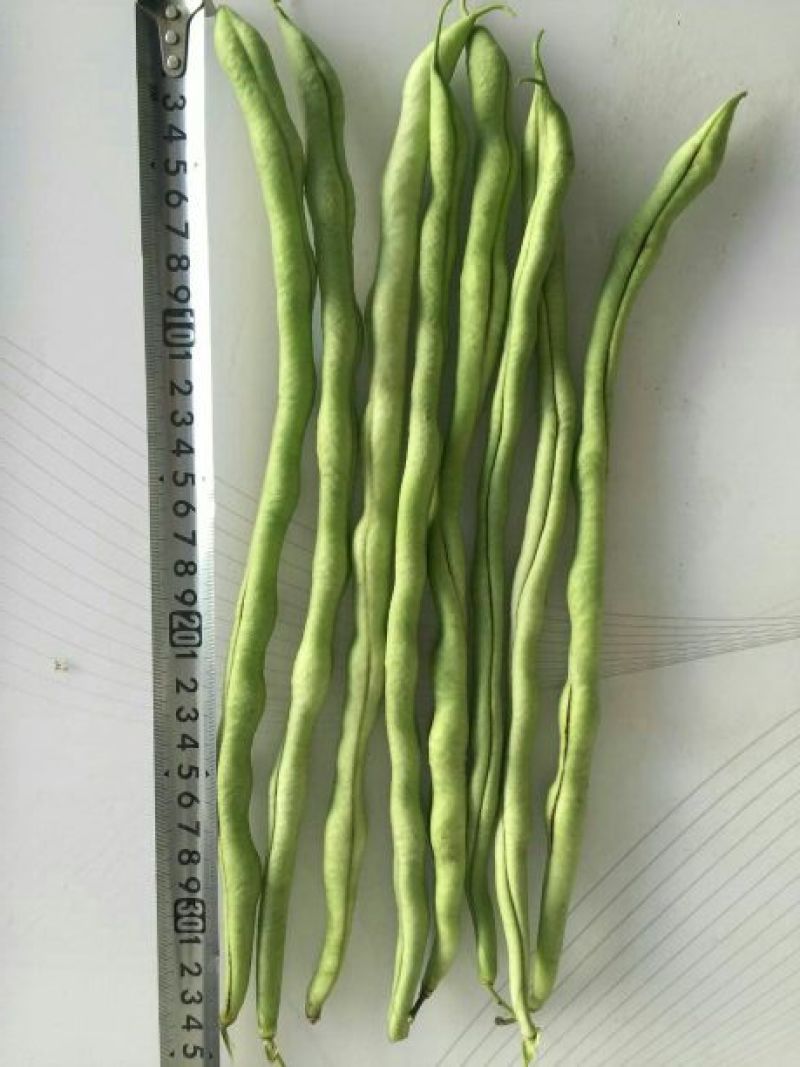 四季豆种子泰国架豆王种子无筋豆豆王种子