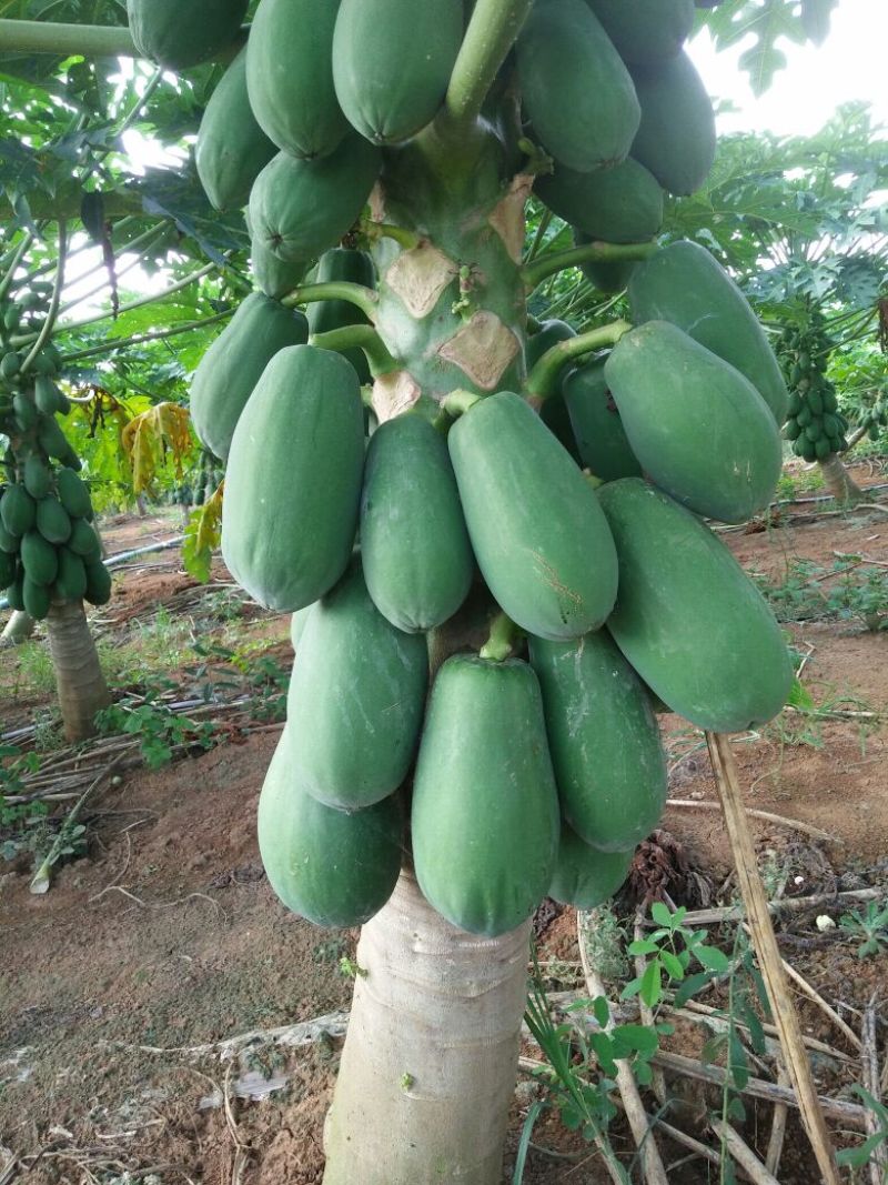 木瓜树10~20cm