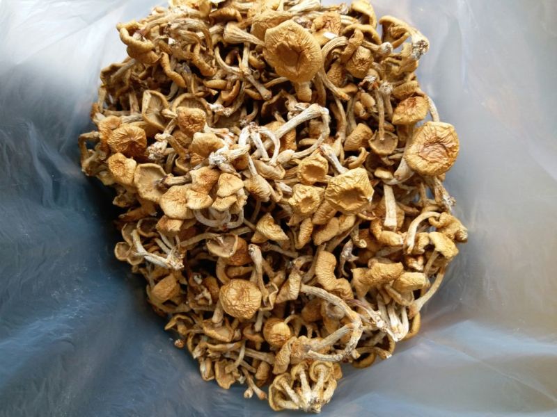 滑子菇干品