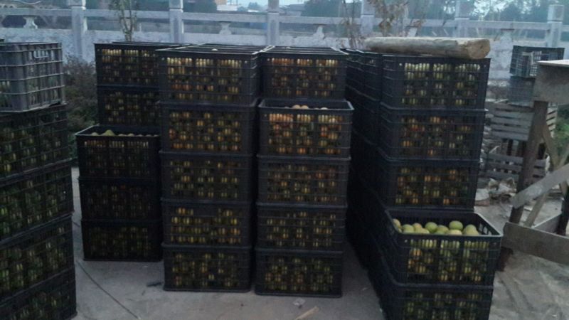 正宗罗汉果无杂质全国供应品质保障