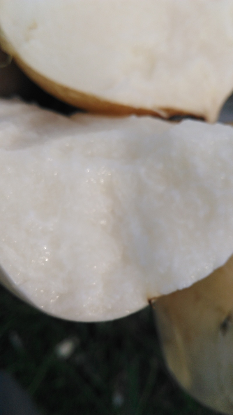 凉薯500~1000g广东徐闻新苗苟葛白地瓜应季节凉薯
