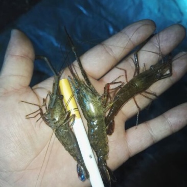 河虾活虾8只/kg以下