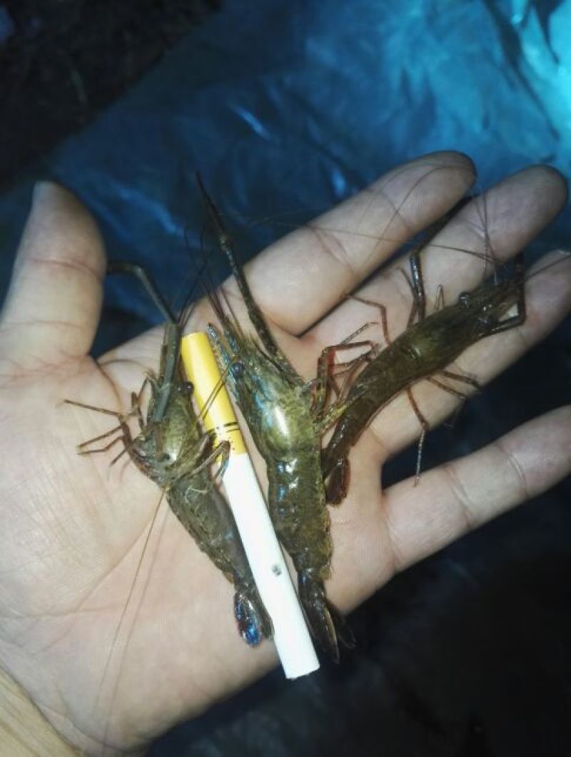 河虾活虾8只/kg以下