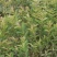 西瓜番石榴苗30~50cm