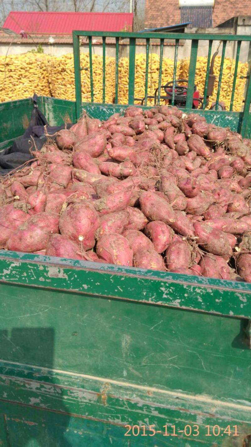 安徽红薯，苏薯8号红薯，寻求加工厂长期合作伙伴产地代发