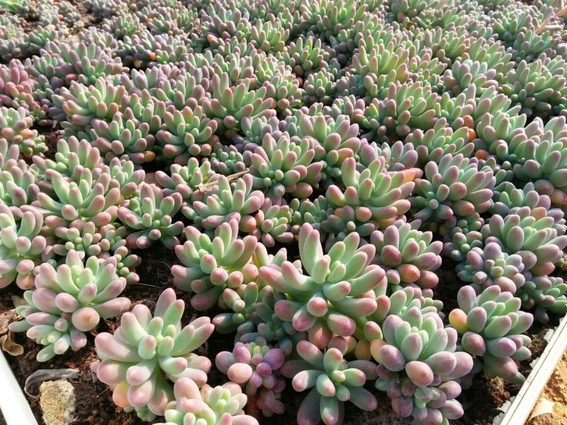 多肉植物不含盆