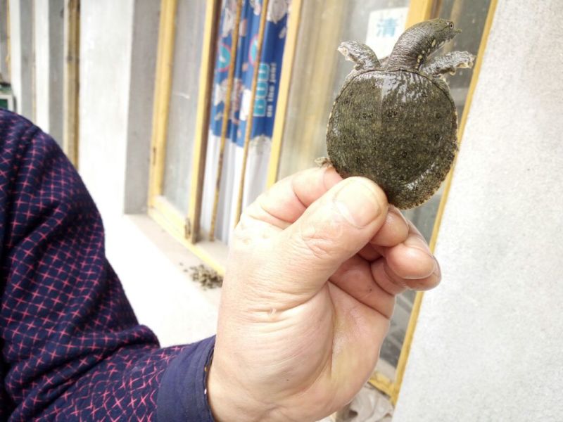 甲鱼苗鱼苗