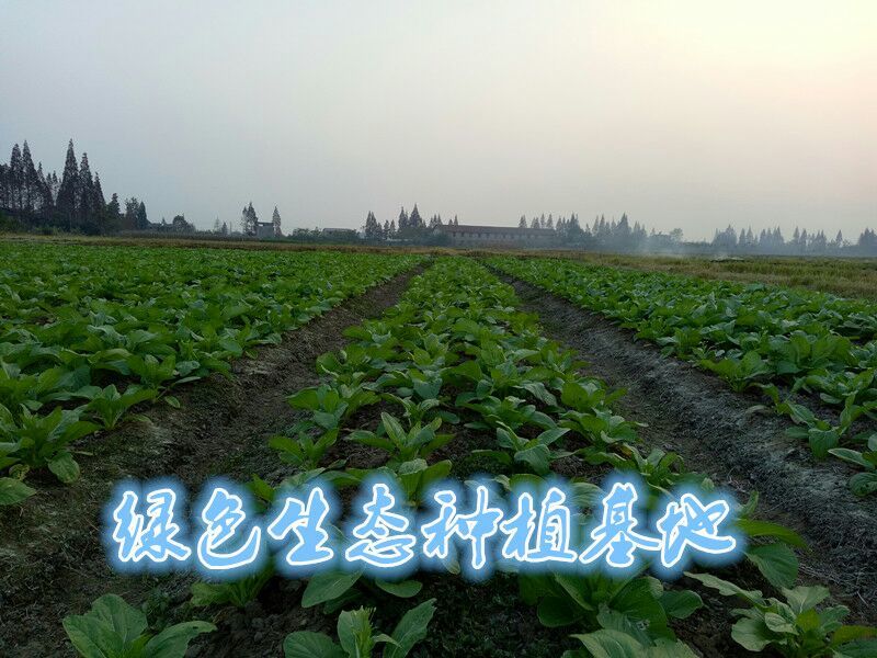 白菜苔15~20厘米可视频，现场看货