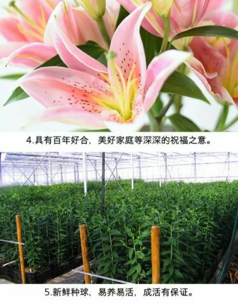 百合鲜切花单头