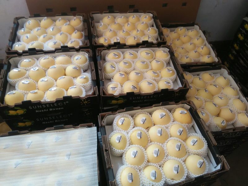 皇冠梨250~300g纸箱