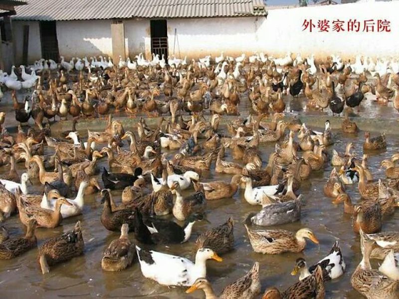 烤鸭新鲜