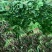 小叶菠菜15~20厘米