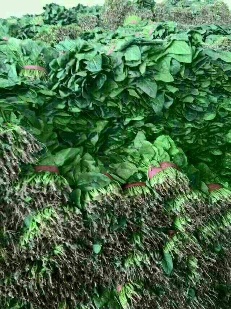 小叶菠菜15~20厘米